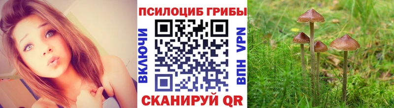 цена   Калининец  Псилоцибиновые грибы Magic Shrooms 